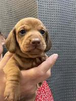 Copper, a male Miniature Dachshund for sale in Midville, GA – 2 of 8