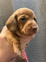 Copper, a male Miniature Dachshund for sale in Midville, GA – 1 of 8
