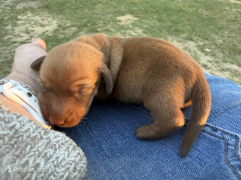 Copper – Miniature Dachshund puppy for sale in Midville, GA