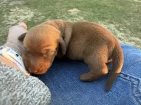 Copper, a male Miniature Dachshund for sale in Midville, GA – Photo 1 of 4