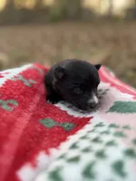 Abby, a female Pomeranian for sale in Midville, GA – Photo 6 of 8