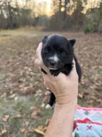 Abby, a female Pomeranian for sale in Midville, GA – Photo 7 of 8