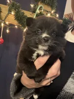 Abby, a female Pomeranian for sale in Midville, GA – Photo 3 of 8