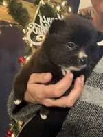 Abby, a female Pomeranian for sale in Midville, GA – Photo 5 of 8