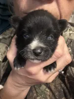 Abby, a female Pomeranian for sale in Midville, GA – Photo 8 of 8