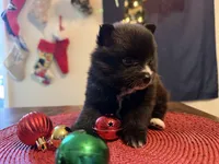 Abby, a female Pomeranian for sale in Midville, GA – Photo 2 of 8