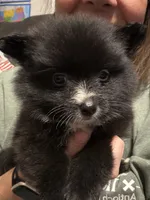 Abby, a female Pomeranian for sale in Midville, GA – Photo 1 of 8