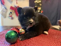 Abby, a female Pomeranian for sale in Midville, GA – Photo 4 of 8