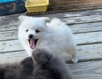 Cooper, a male Pomeranian for sale in Midville, GA – 6 of 7