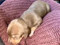 Molly, a female Miniature Dachshund for sale in Midville, GA – Photo 8 of 8