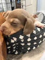 Molly, a female Miniature Dachshund for sale in Midville, GA – Photo 4 of 8