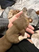 Molly, a female Miniature Dachshund for sale in Midville, GA – Photo 3 of 8