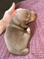 Molly, a female Miniature Dachshund for sale in Midville, GA – Photo 7 of 8