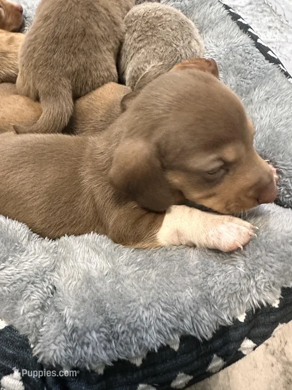 Molly, a female Miniature Dachshund for sale in Midville, GA – Photo 1 of 8