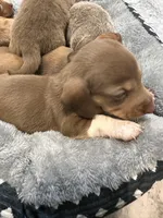 Molly, a female Miniature Dachshund for sale in Midville, GA – Photo 1 of 8