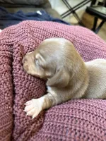 Molly, a female Miniature Dachshund for sale in Midville, GA – Photo 5 of 8