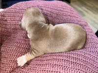 Molly, a female Miniature Dachshund for sale in Midville, GA – Photo 6 of 8