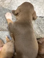 Molly, a female Miniature Dachshund for sale in Midville, GA – Photo 2 of 8