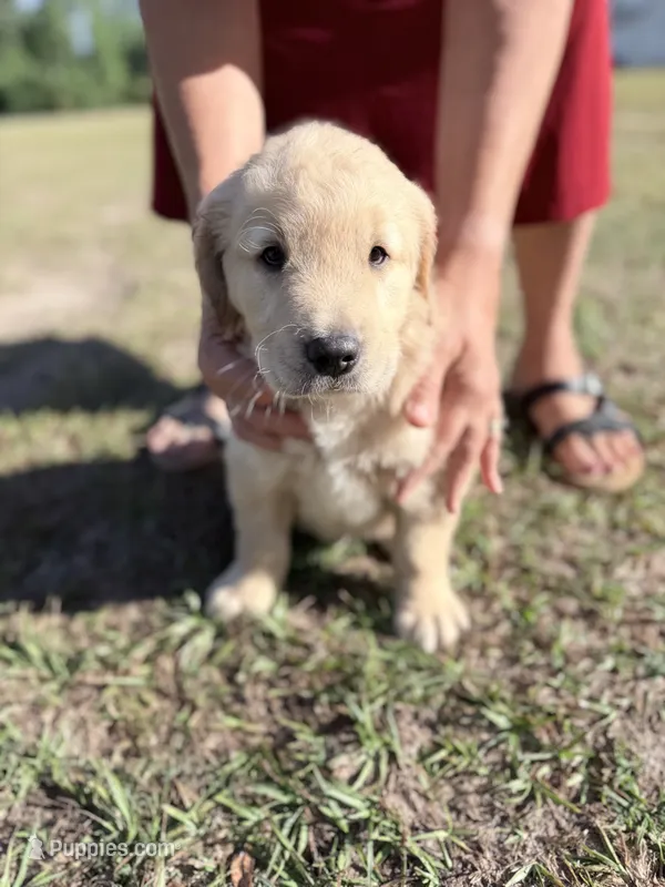 Puppy 1 – Golden Retriever puppy for sale in Midville, GA