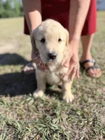 Puppy 1, a male Golden Retriever for sale in Midville, GA – 1 of 1