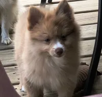 Cello, a female Pomeranian for sale in Midville, GA – 3 of 9