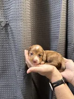 Piper, a female Miniature Dachshund for sale in Midville, GA – Photo 3 of 9