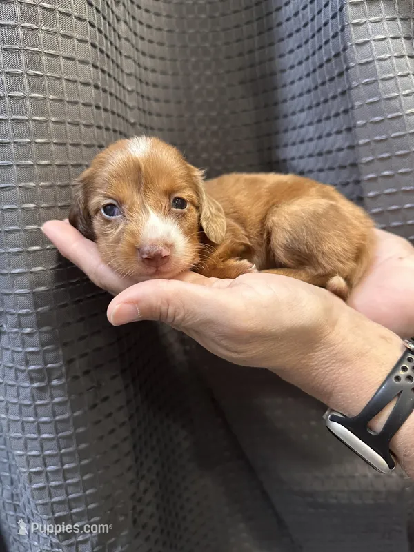 Piper, a female Miniature Dachshund for sale in Midville, GA – Photo 1 of 9
