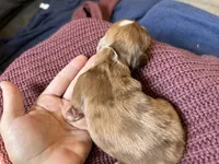 Piper, a female Miniature Dachshund for sale in Midville, GA – Photo 8 of 9