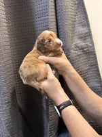 Piper, a female Miniature Dachshund for sale in Midville, GA – Photo 4 of 9