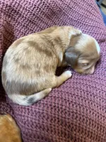 Piper, a female Miniature Dachshund for sale in Midville, GA – Photo 5 of 9