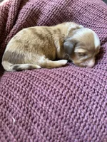 Piper, a female Miniature Dachshund for sale in Midville, GA – Photo 7 of 9