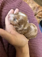 Piper, a female Miniature Dachshund for sale in Midville, GA – Photo 9 of 9