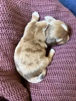 Piper, a female Miniature Dachshund for sale in Midville, GA – Photo 6 of 9