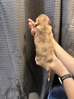 Piper, a female Miniature Dachshund for sale in Midville, GA – Photo 2 of 9