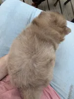 Butter Cup, a female Pomeranian for sale in Midville, GA – 5 of 5