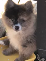 Jelly Bean, a female Pomeranian for sale in Midville, GA – 4 of 8