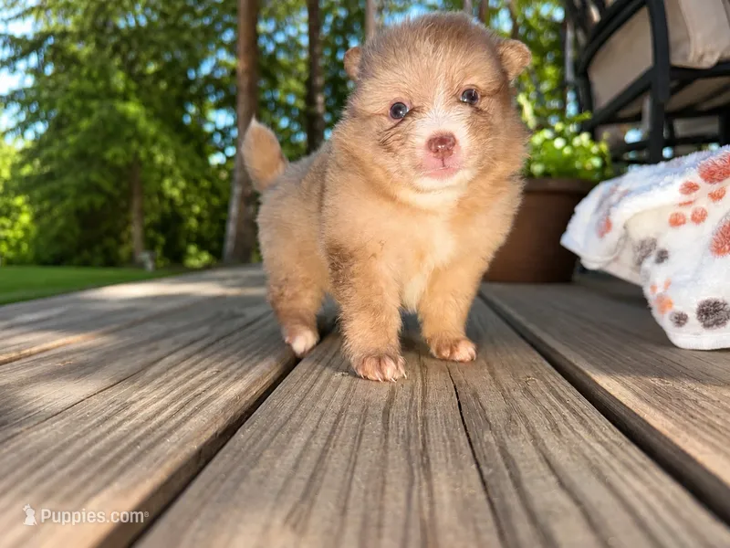 Butter Cup – Pomeranian puppy for sale in Midville, GA