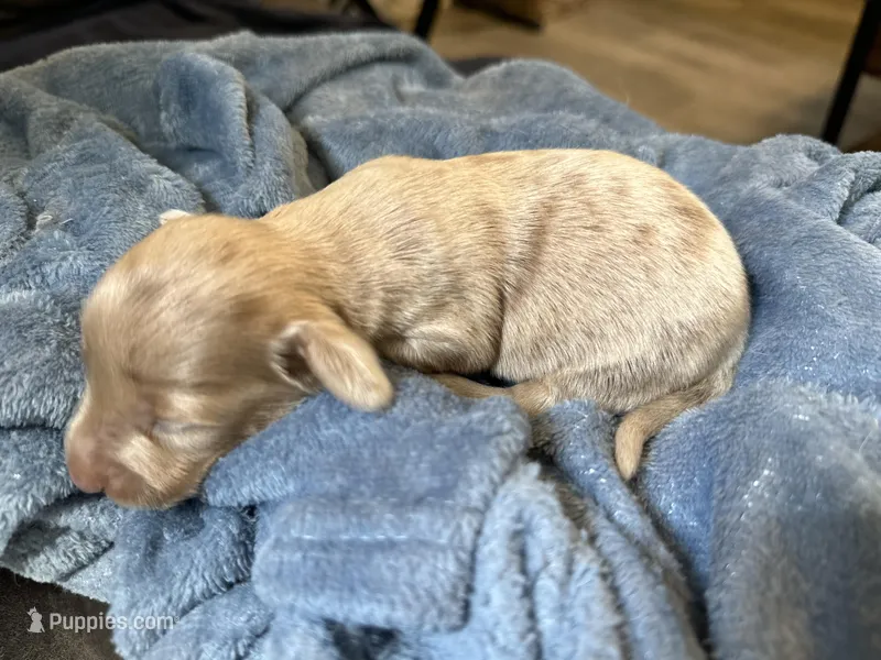 Spot, a male Miniature Dachshund for sale in Midville, GA – Photo 1 of 4