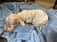 Spot, a male Miniature Dachshund for sale in Midville, GA – Photo 1 of 4