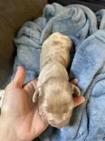 Spot, a male Miniature Dachshund for sale in Midville, GA – Photo 2 of 4