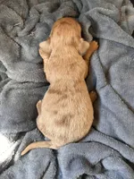 Spot, a male Miniature Dachshund for sale in Midville, GA – Photo 4 of 4