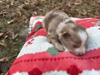 Cookie, a female Pomeranian for sale in Midville, GA – Photo 2 of 5