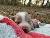 Cookie, a female Pomeranian for sale in Midville, GA – Photo 3 of 5