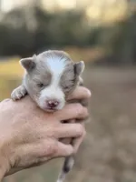 Cookie, a female Pomeranian for sale in Midville, GA – Photo 4 of 5