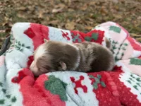 Cookie, a female Pomeranian for sale in Midville, GA – Photo 5 of 5