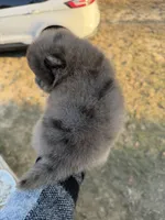 Blu, a male Pomeranian for sale in Midville, GA – Photo 3 of 9