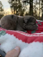 Blu, a male Pomeranian for sale in Midville, GA – Photo 8 of 9