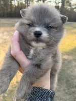 Blu, a male Pomeranian for sale in Midville, GA – Photo 1 of 9
