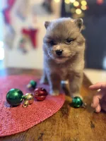 Blu, a male Pomeranian for sale in Midville, GA – Photo 2 of 9