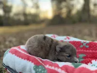 Blu, a male Pomeranian for sale in Midville, GA – Photo 7 of 9